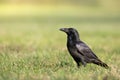 Beautiful raven Corvus corax walking among green meadow North Poland Europe