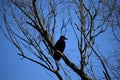 raven sitting in a bold tree