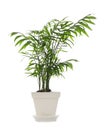 Beautiful Ravenea rivularis plant in pot isolated on white. House decor Royalty Free Stock Photo