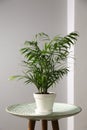 Beautiful Ravenea rivularis plant in pot on table indoors. House decor Royalty Free Stock Photo