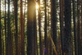 Beautiful rays of dawn in pine forest Royalty Free Stock Photo