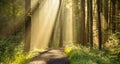 Beautiful Rays Of Light In Forest.