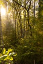 Beautiful rays of the sun in the summer green forest. Royalty Free Stock Photo