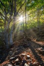Beautiful rays of sunlight in a green beech forest, in Spain, Mountain Montseny Royalty Free Stock Photo