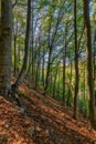 Beautiful rays of sunlight in a green beech forest, in Spain, Mountain Montseny Royalty Free Stock Photo