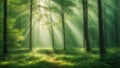 Beautiful rays of sunlight in green forest Royalty Free Stock Photo
