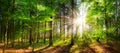 Beautiful rays of sunlight in a green forest Royalty Free Stock Photo