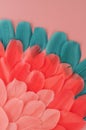 Beautiful Real feathers trend color pink coral and blue on pink background closeup. Color of the year 2019