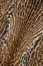 Beautiful real skin of leopard Royalty Free Stock Photo