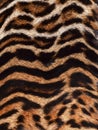 Beautiful real skin of leopard Royalty Free Stock Photo