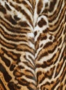 Beautiful real skin of leopard Royalty Free Stock Photo