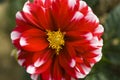 Beautiful, real, two-tone flower: chrysanthemum Royalty Free Stock Photo