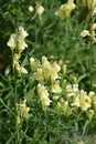 Real Toadflax Royalty Free Stock Photo