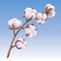 Beautiful realistic cotton branch isolated on blue background Royalty Free Stock Photo