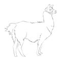 A beautiful realistic hand drawn sketch of alpaca or lama. Vector illustration. Royalty Free Stock Photo