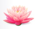 Beautiful realistic pink lotus flower isolated on white background, water plant, vector illustration. Royalty Free Stock Photo