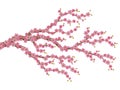 Beautiful realistic sacura branch with blooming flowers and buds. Spring cherry blossom