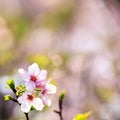 Beautiful realistic sakura japan cherry branch with blooming flowers Royalty Free Stock Photo