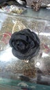 Beautiful rear black golden rose