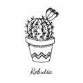 Beautiful rebutia cactus with blooming flower in pot isolated on white background. Vector hand drawn illustration in sketch doodle
