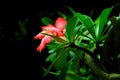 Beautiful  red adenium flowers in the dark night Royalty Free Stock Photo
