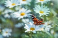 Beautiful red admiral butterfly close up Royalty Free Stock Photo