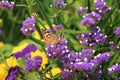 Red Admiral Butterfly on purple everlasting flowers