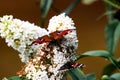 A beautiful Red Admiral and Peacock Butterfly that have landed on a Blossom Plant