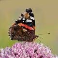 Beautiful red admiral or vanessa atalanta butterfly in a sunny garden with copyspace. Closeup of one flying insect with Royalty Free Stock Photo