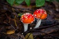 Beautiful Red agaric mushroom. Toadstool in the grass. Amanita muscaria. Toxic mushroom.