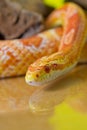 Beautiful red albino corn snake reptile