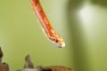 Beautiful red albino corn snake reptile on yellow green blurred