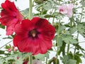 Beautiful red Alcea rosea, Pink Malva or Hollyhock with huge flower  in the garden. Royalty Free Stock Photo