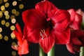 Beautiful red amaryllis flowers on black background, closeup. Bokeh effect Royalty Free Stock Photo