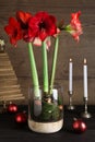Beautiful red amaryllis flowers and Christmas decor on black wooden table Royalty Free Stock Photo