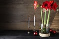 Beautiful red amaryllis flowers and Christmas decor on black wooden table. Space for text Royalty Free Stock Photo