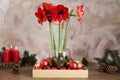 Beautiful red amaryllis flowers and Christmas decor on wooden table