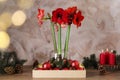 Beautiful red amaryllis flowers and Christmas decor on wooden table Royalty Free Stock Photo