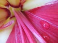 Beautiful red amaryllis in the garden in spring Royalty Free Stock Photo