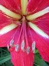 Beautiful red amaryllis in the garden in spring Royalty Free Stock Photo