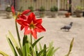 Beautiful Red Amaryllis Lily Flowers