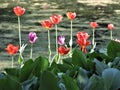 Beautiful red ans purple tulips on the bank of pond in the park Royalty Free Stock Photo