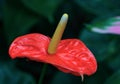 Beautiful red anthodium Royalty Free Stock Photo