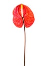 Beautiful red anthurium Royalty Free Stock Photo