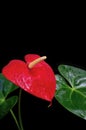 Beautiful red anthurium Royalty Free Stock Photo