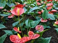 Beautiful red Anthurium flamingo flowers with yellow spadix