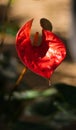 Beautiful red anthurium flower isolated close up photo in the garden Royalty Free Stock Photo