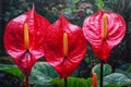 Beautiful red anthurium flowers in the botanical garden