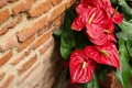 Beautiful red anthurium flowers in the garden. Tailflower, Flamingo flower on old red brick wall background. Royalty Free Stock Photo