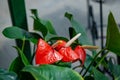 Beautiful red anthurium flowers outdoors houseplant leaves Royalty Free Stock Photo